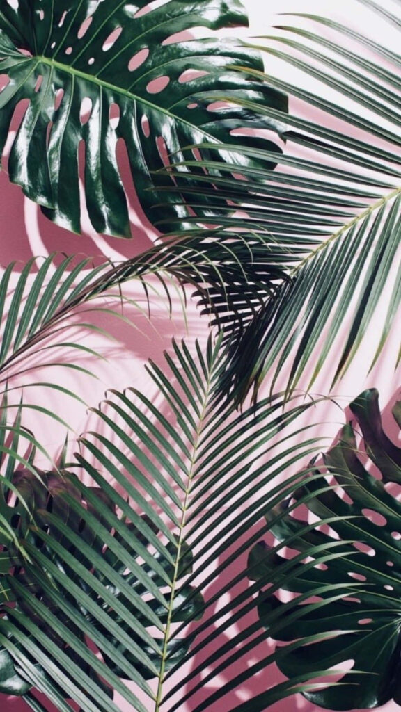 Enchanting Tropical Vibes: Green Palm Leaves and Pink Shadows for Indie Iphone Screen Aesthetics Wallpaper