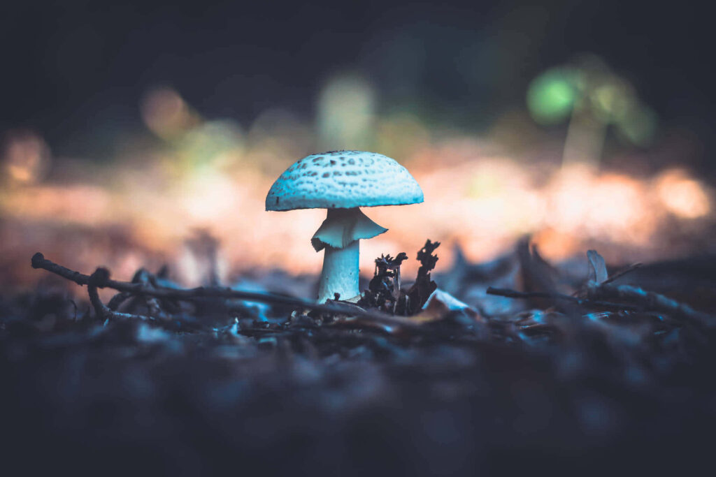 Nature's Umbrella: Captivating Parasol Mushroom Fungus Brings Life to the Earth Wallpaper