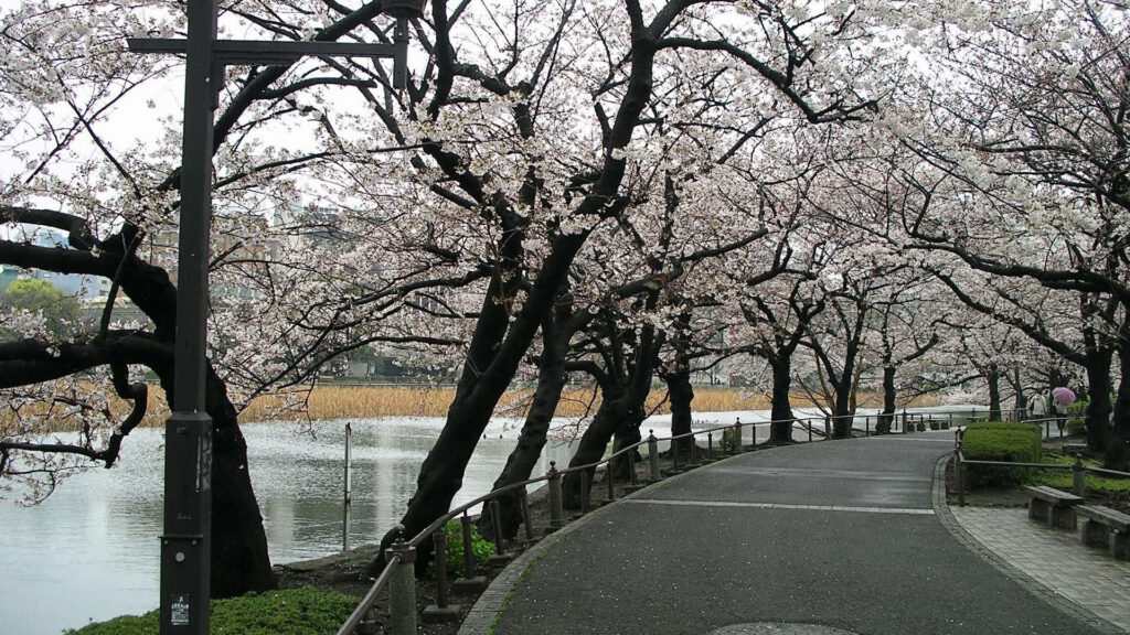 Serene Scenery: A Mesmerizing Pathway Embellished with Majestic Cherry Blossoms Along the Riverside in the Park Wallpaper
