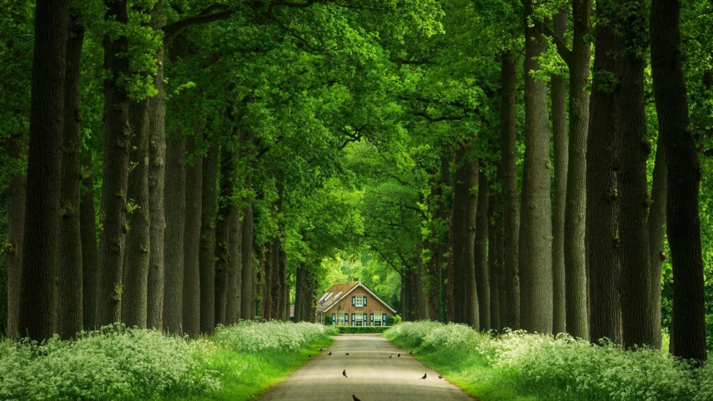 The Majestic Canopy: A Breathtaking HD Nature Capture Surrounding a Tranquil Path Leading to a Cottage. Wallpaper