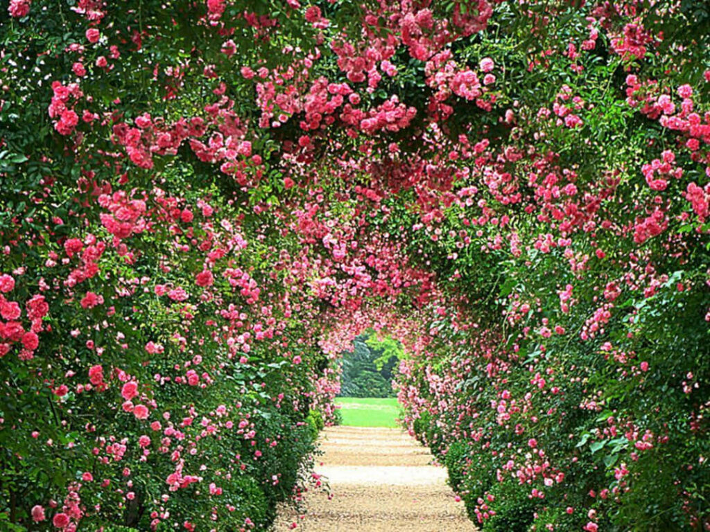 Romantic Greenery Pathway with Vibrant Pink Roses Wallpaper