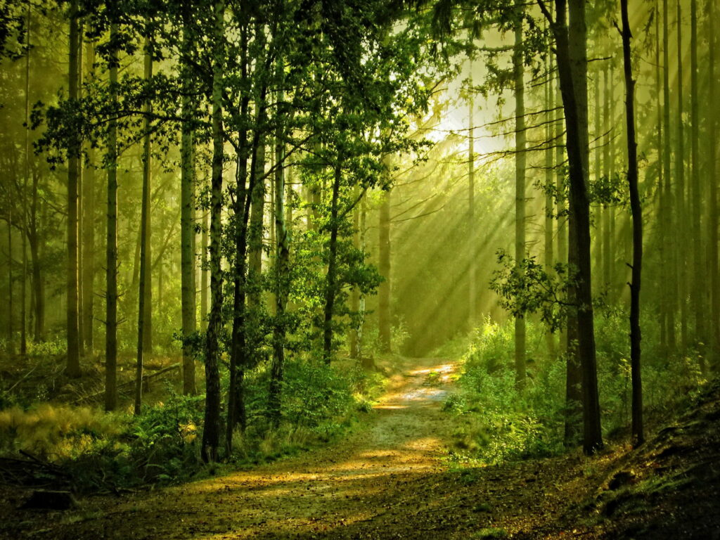 Serenity in the Sunlit Woods: A Breathtaking QHD Wallpaper of a Beautiful Summer Forest Path