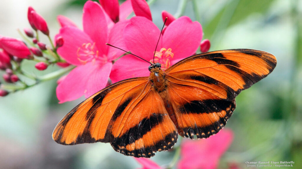 Pink Butterfly Serenely Resting on Vibrant Blossoms: A Captivating Nature Shot Wallpaper