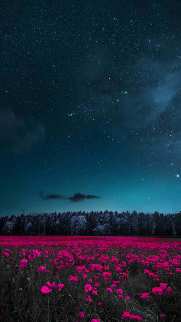 Vibrant Pink Flower Field Wallpaper Under Starry Night Sky