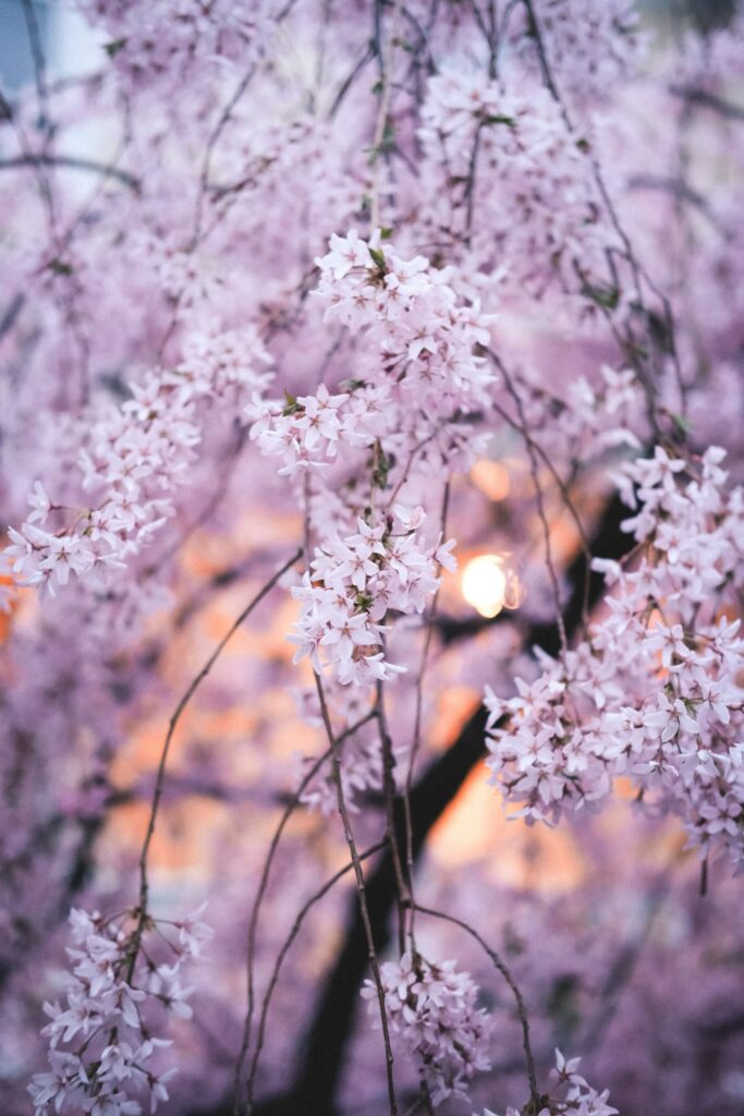Serene Macro View of Pink Flowers - Enchanting Spring Background Wallpaper