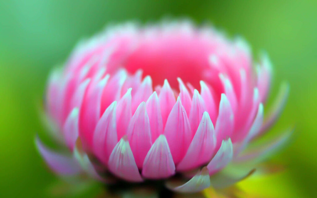 Close-Up Pink Flower Wallpaper with Soft Blurred Green Background