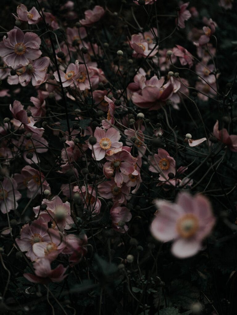 Pink Flower Wallpaper: Lush Blooms & Enchanting Dark Foliage Background
