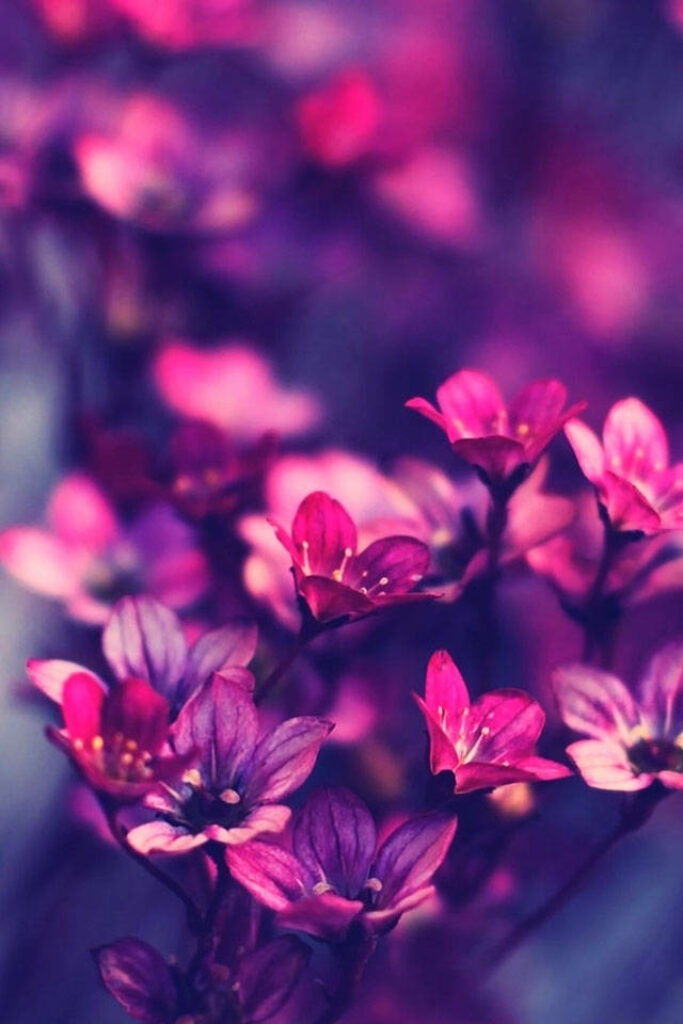 Enchanting Pink & Purple Flower Wallpaper with Soft Blurred Background