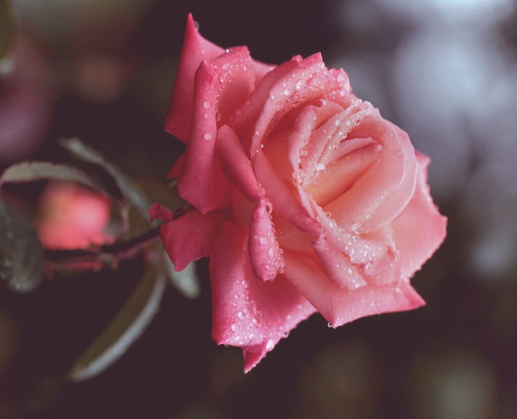 Enchanting Pink Rose Wallpaper: Fresh Aesthetic with Dewdrops