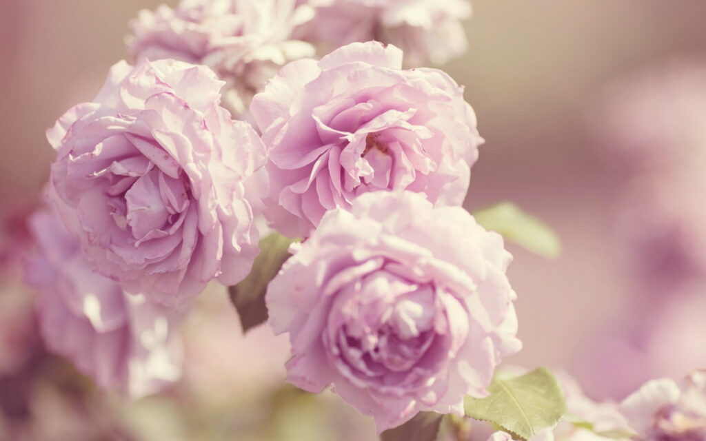 Blushing Petals: A Captivating QHD Wallpaper of Pink Roses