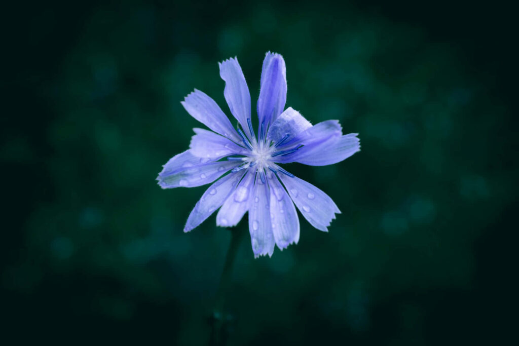 Enchanting Purple Flower with Dew Drops on Dark Background Wallpaper
