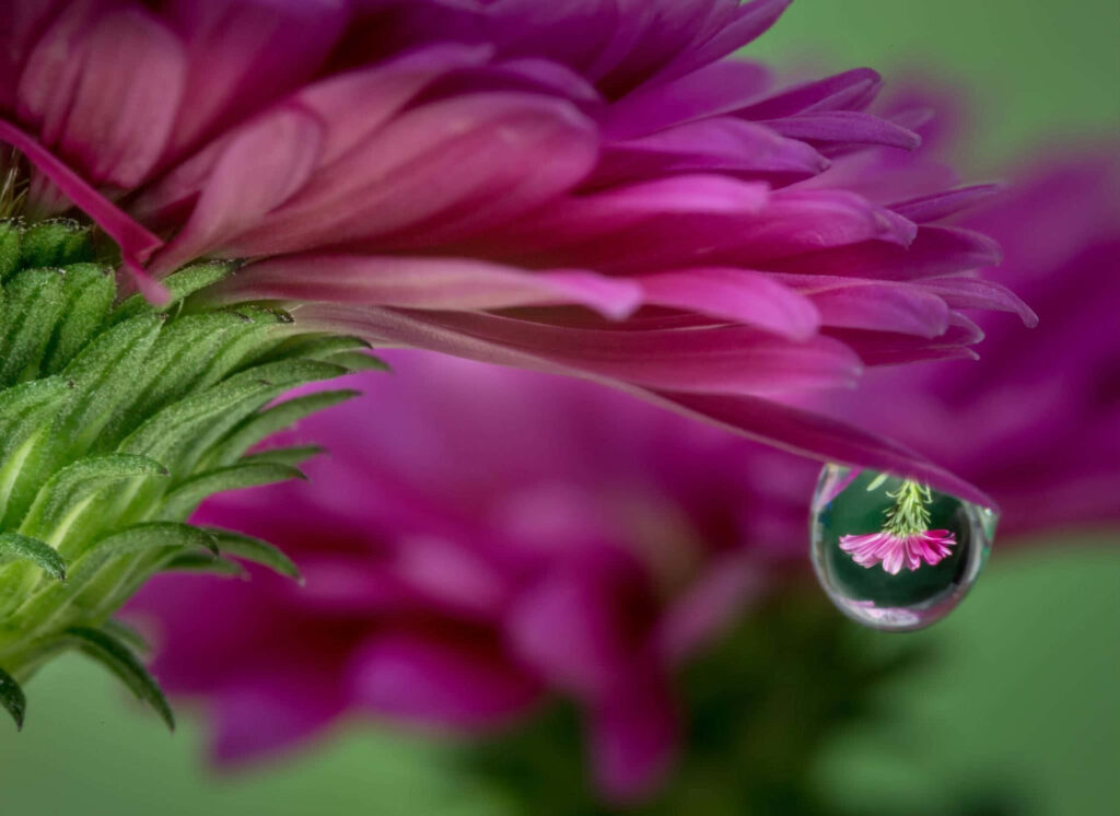 Vibrant Purple Flowers with Water Droplet - Nature Background Wallpaper
