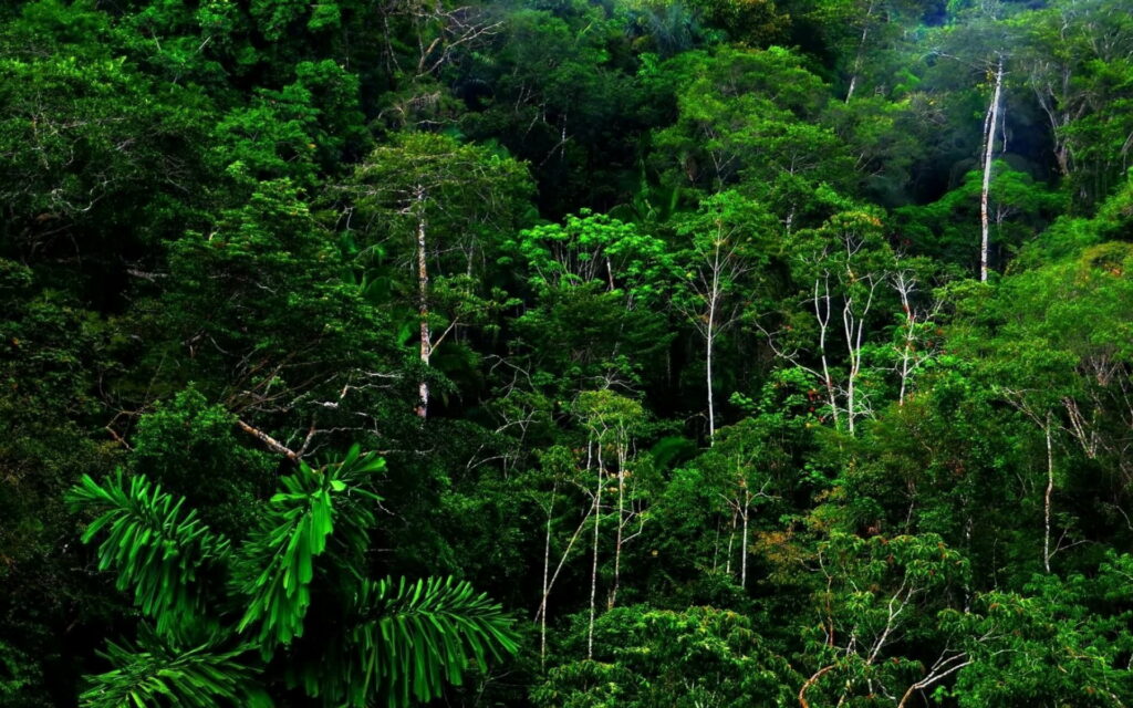 Lush Canopies: A Spectacular HD Wallpaper of Vibrant Rainforest Jungles and Nature's Verdant Beauty
