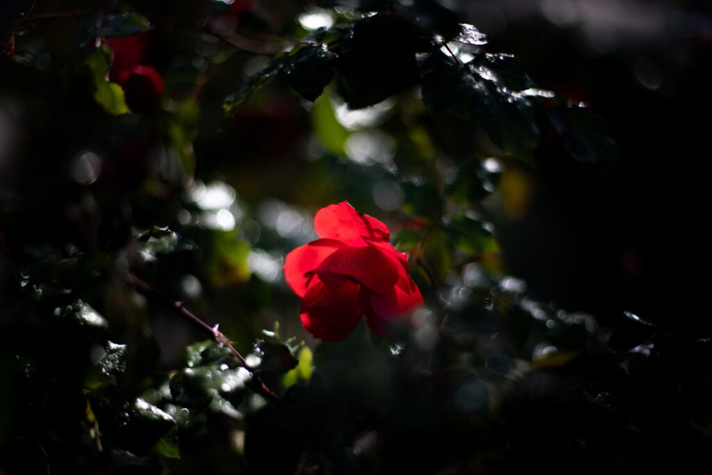 Vibrant Red Rose Bud with Dewdrops: Enchanting Wallpaper Background