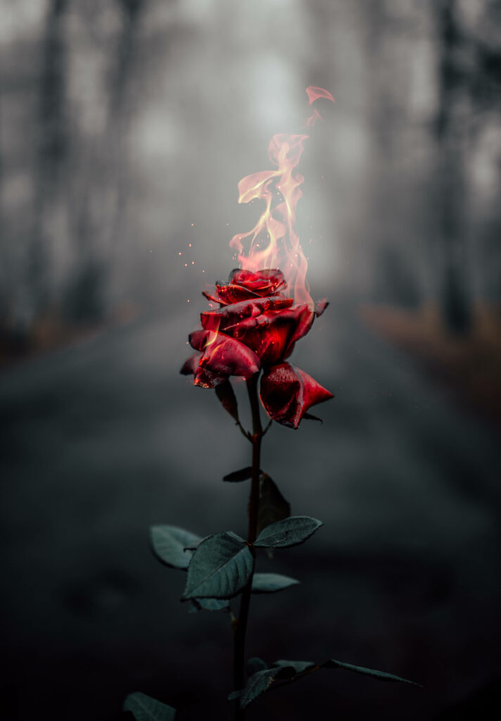 Stunning Red Rose in Flames - Mystical Forest Background Wallpaper