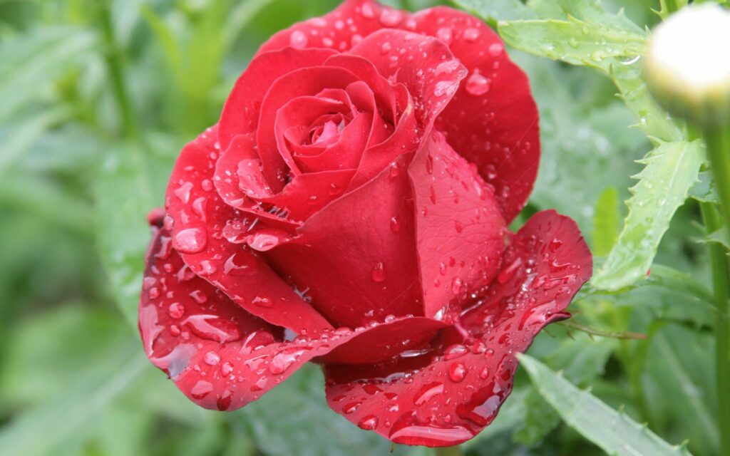 Enchanting Red Rose with Water Droplets - Vibrant Nature Wallpaper