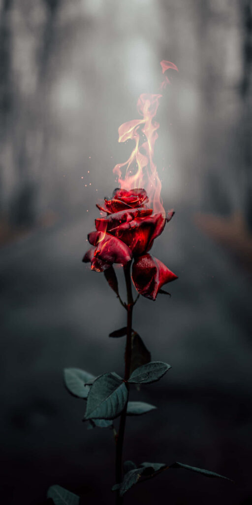 Enchanting Red Roses Wallpaper with Mystical Blurred Background