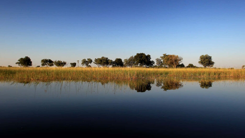 Mirror-Like Reflections: Capturing the Serene Wetlands of the Okavango Delta in a Breathtaking Widescreen Nature Shot Wallpaper