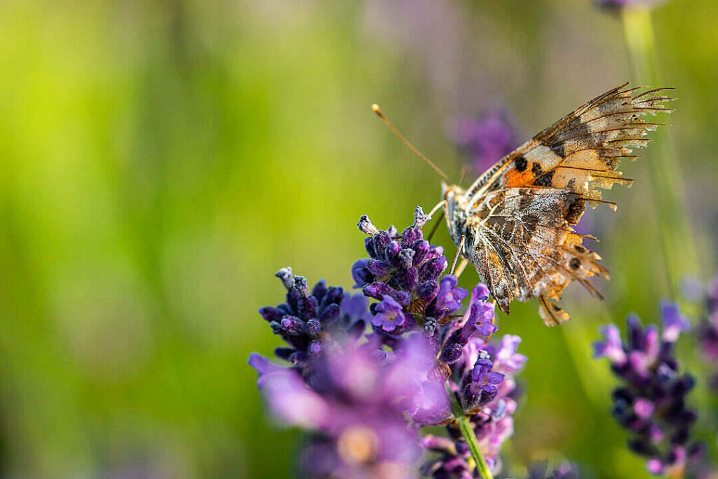 Wounded Elegance: A Serene Aesthetic Butterfly Seeking Solace on a Vibrant Purple Blossom in a Dreamlike Garden Wallpaper