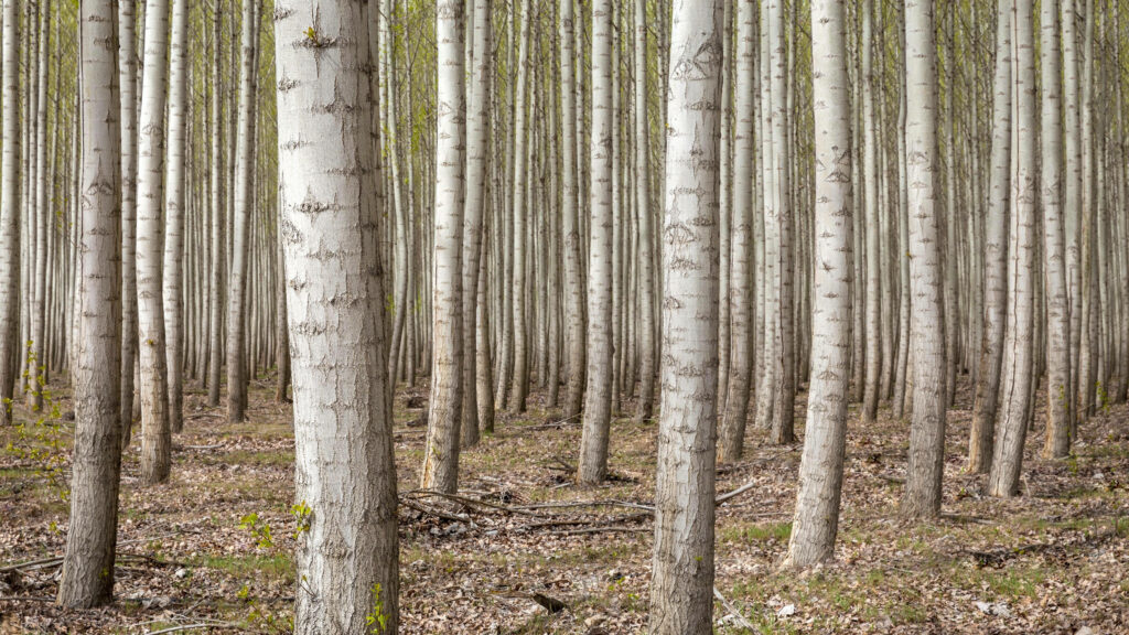 Majestic Forest Symphony - A Captivating 4k Tapestry of Light Brown Tree Trunks Wallpaper