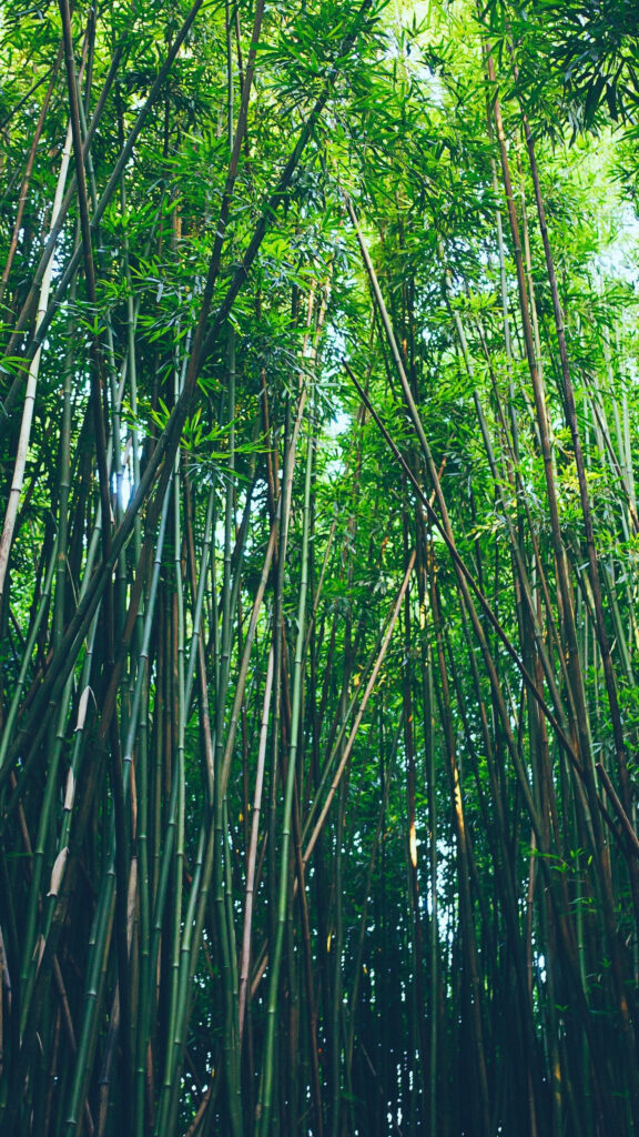 Bamboo Canopy: A Serene Iphone Wallpaper Showcasing a Verdant Forest of Graceful Bamboo Stems and Lush Leaves
