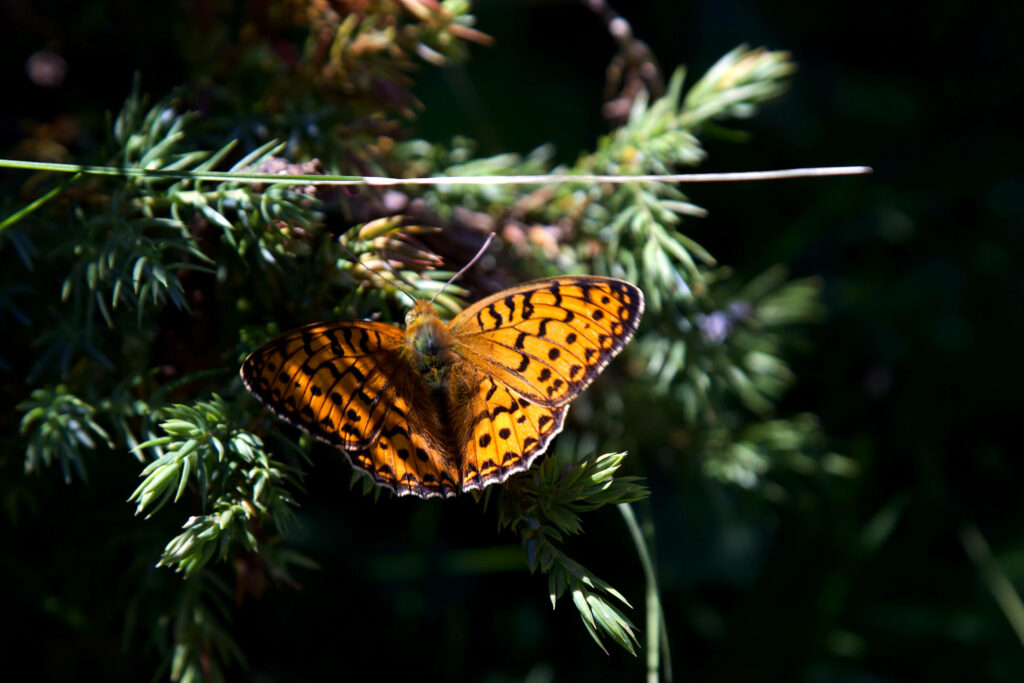 A Captivating Snapshot: Vibrant Yellow Butterfly Perching Amidst Lush Foliage Wallpaper