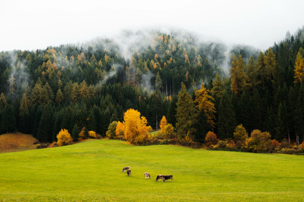 Serene Mountain Retreat: Majestic Forested Peak and Tranquil Grazing Pasture Wallpaper