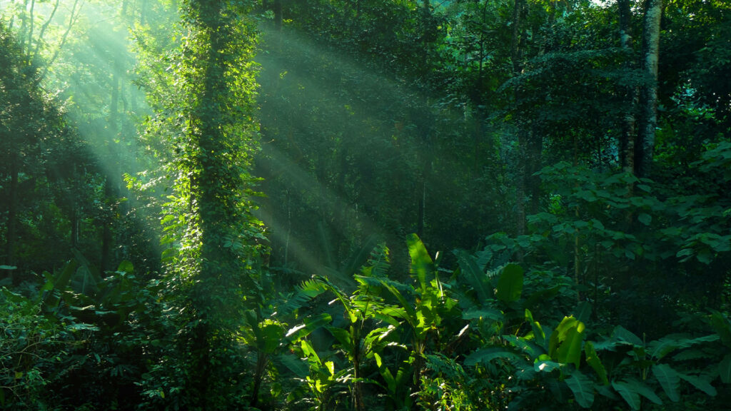 Jungle Majesty: Captivating Sunlit Rainforest Serenade in Amazonas Wallpaper