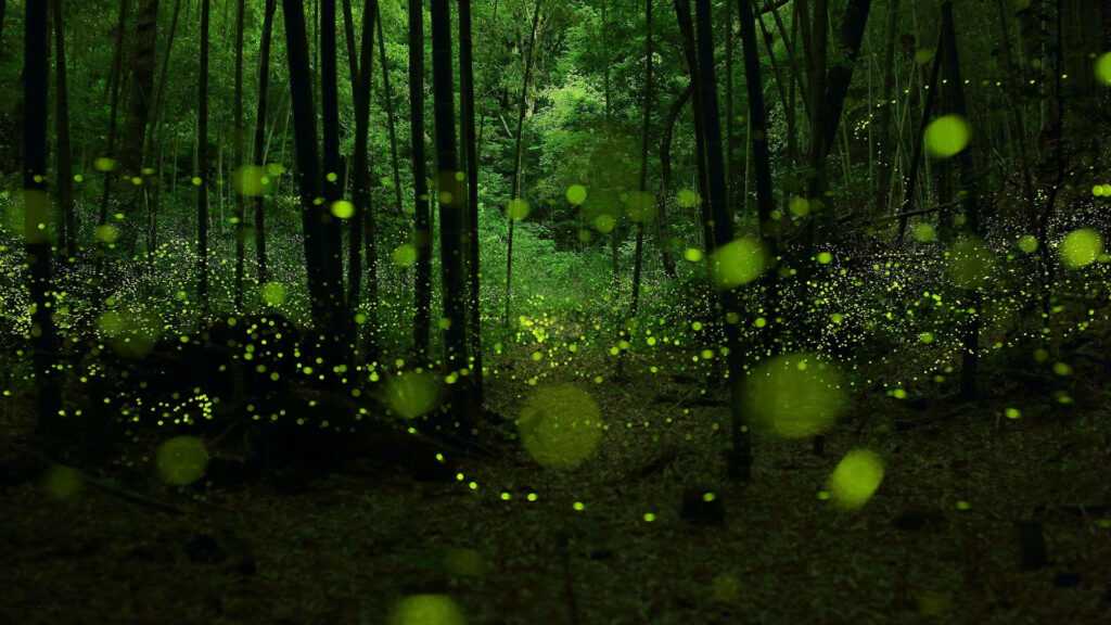 Mystical Serenity: Immersive Forestscape Graces Windows Lock Screen Wallpaper