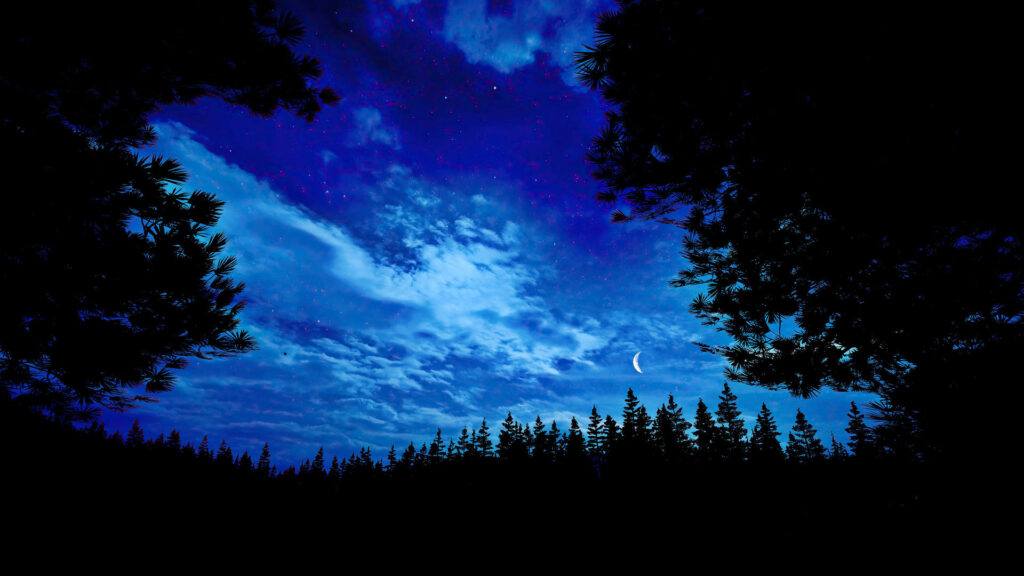 Starry Night Sky Over Pine Forest, Far Cry 5 Inspired Wallpaper