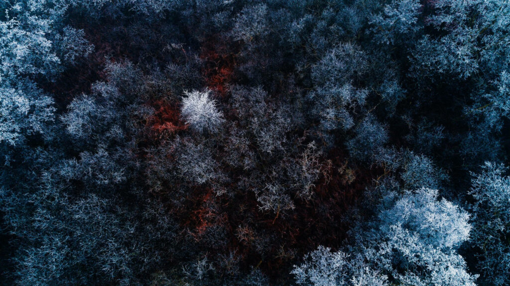 Winter Wonderland: Captivating Bird's Eye View of Snow-Blanketed Enchanting Forest Wallpaper