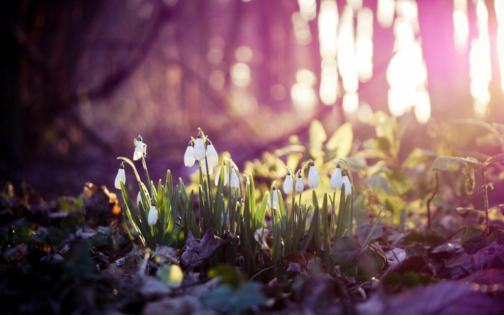 Enchanting Harbinger of Spring: Captivating HD Forest Floor Teeming with Delicate Snowdrops Wallpaper