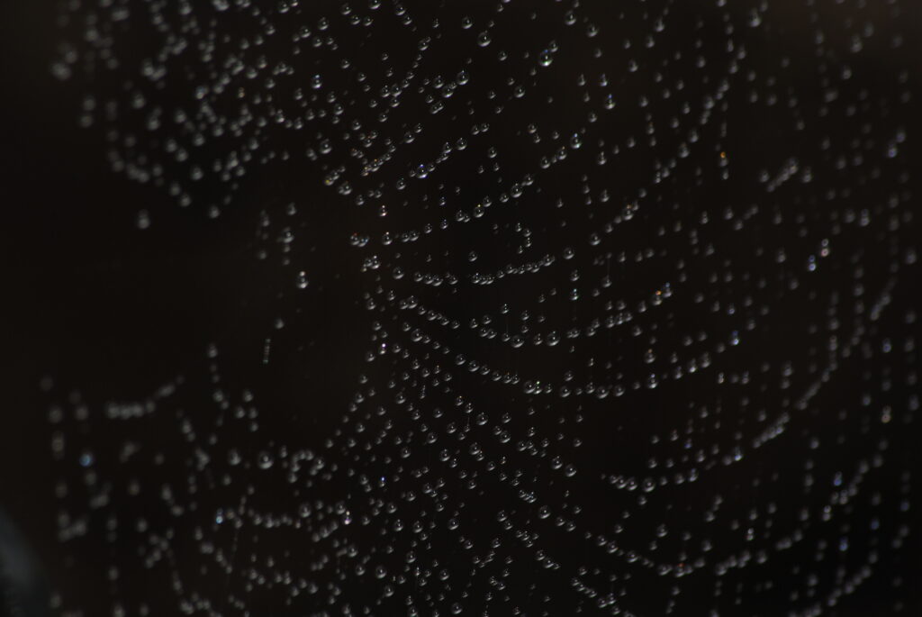 Elegant Macro: Water Droplets on Spider Web - Dark Wallpaper Background