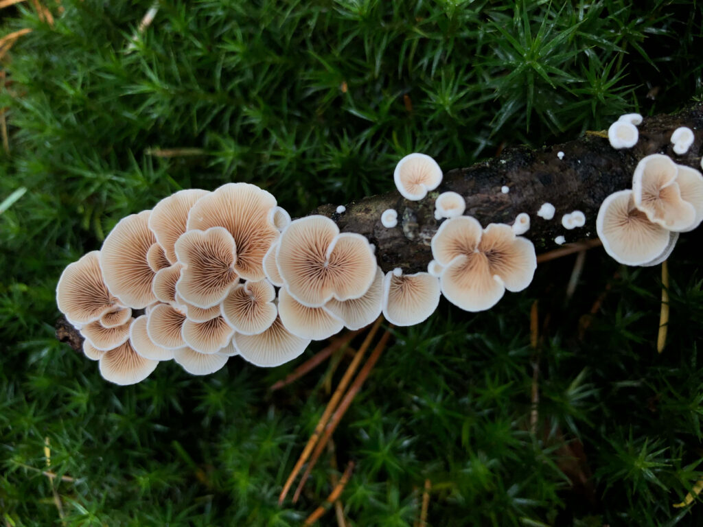 Splendid Split Gill Fungus Thriving on Enchanting Dark Wood Branch Amidst Leafy Backdrop Wallpaper