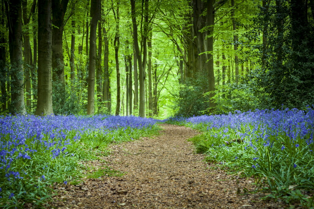 Enchanting Springtime Journey through Flower-Filled Forest Path: Captivating HD Wallpaper Background