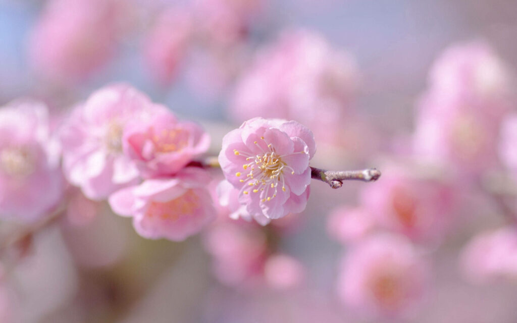 Blossoming Pink Delight: An Airy Spring Floral Display Adorning the Tree Canopy in a Shower of Petals Wallpaper