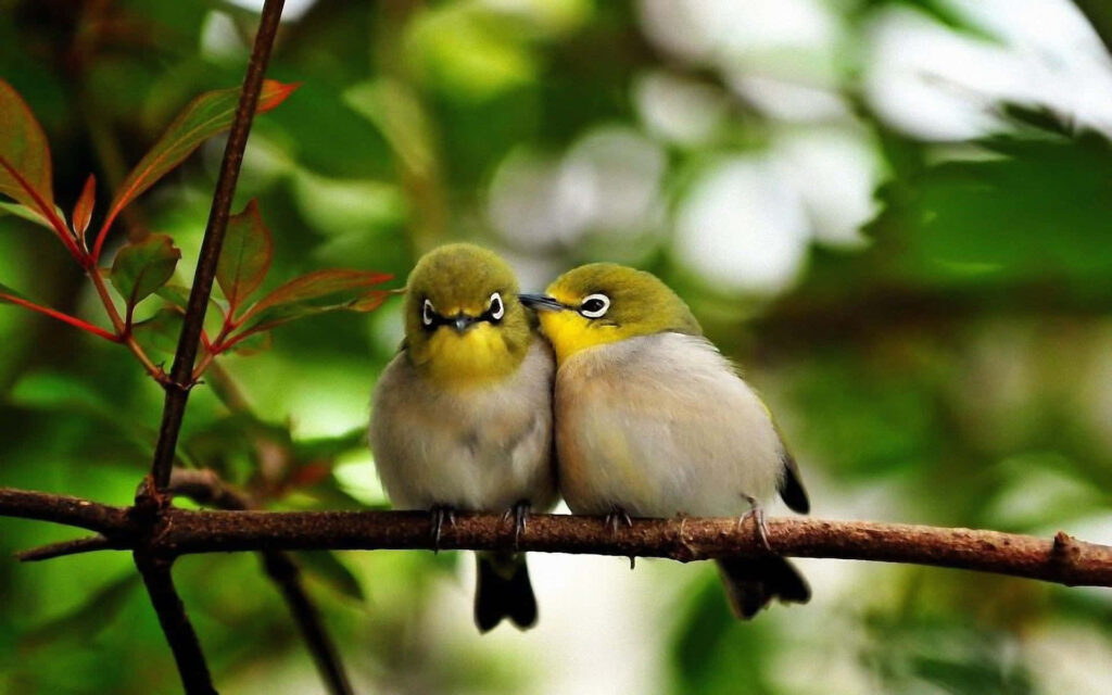 Enchanting Spring Birds on Twig: Serene Nature Wallpaper Background