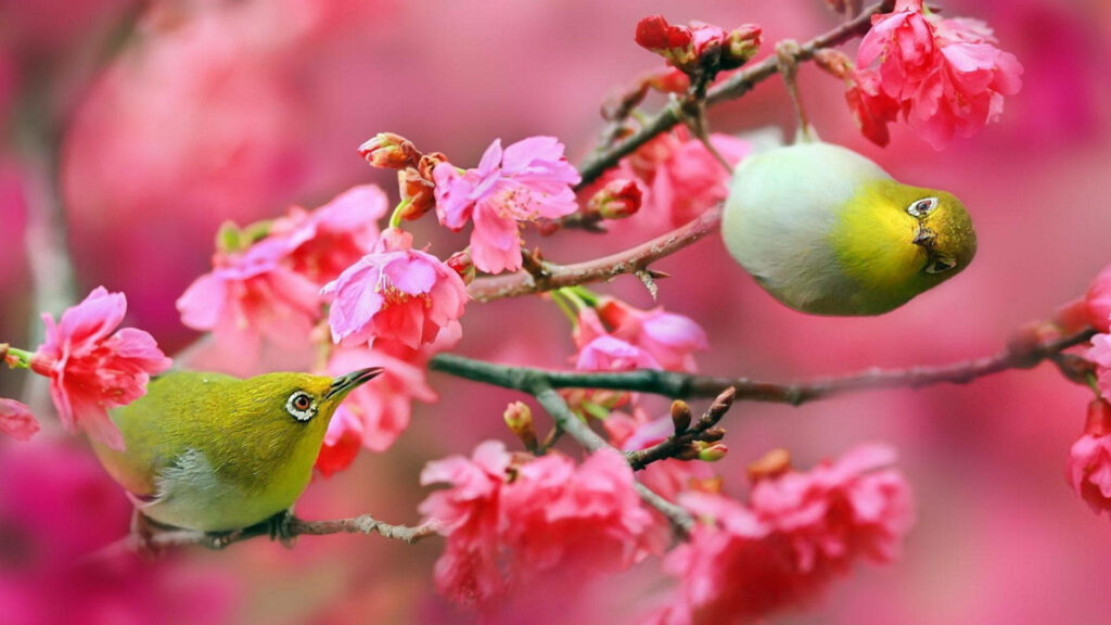 Springtime Delight: Adorable Feathered Friends amidst a Blossoming Tree Wallpaper