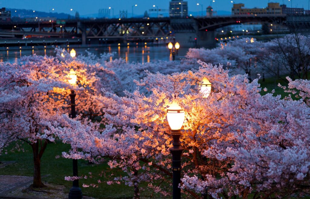 Serene Spring Evening Wallpaper: Cherry Blossoms & City River