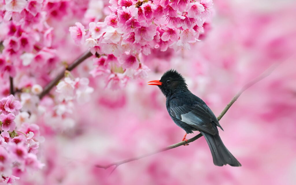 Blossoming Beauty: HD Capture of a Delicate Bird Amidst Cherry Blossoms in Full Spring Splendor Wallpaper