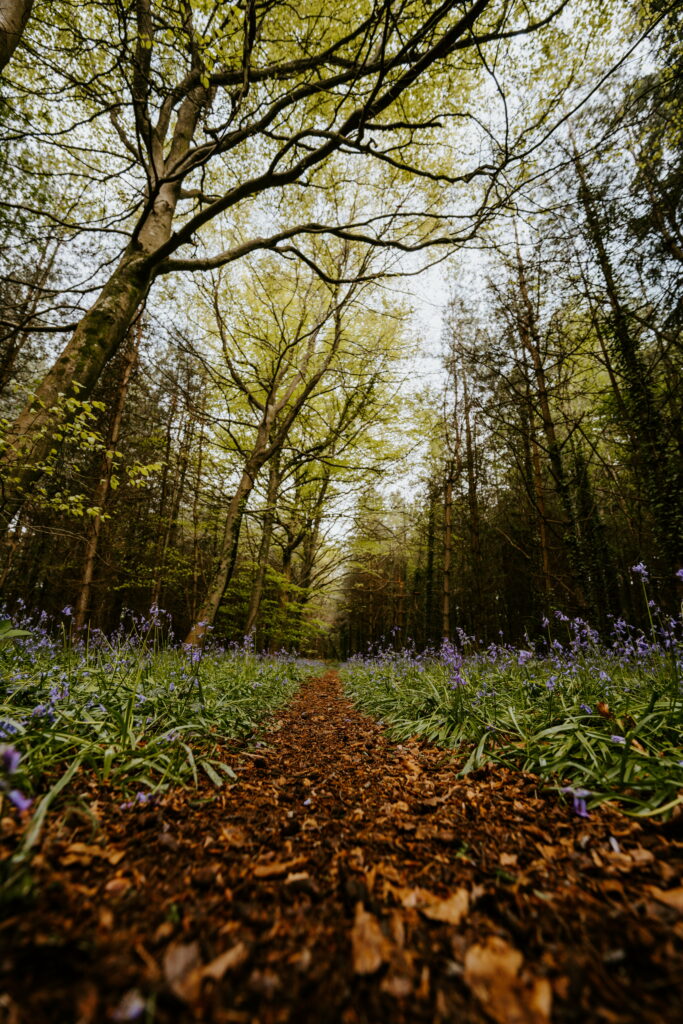 Blooming Trail: A Floral Pathway through an Enchanting Spring Forest - HD Phone Wallpaper Background