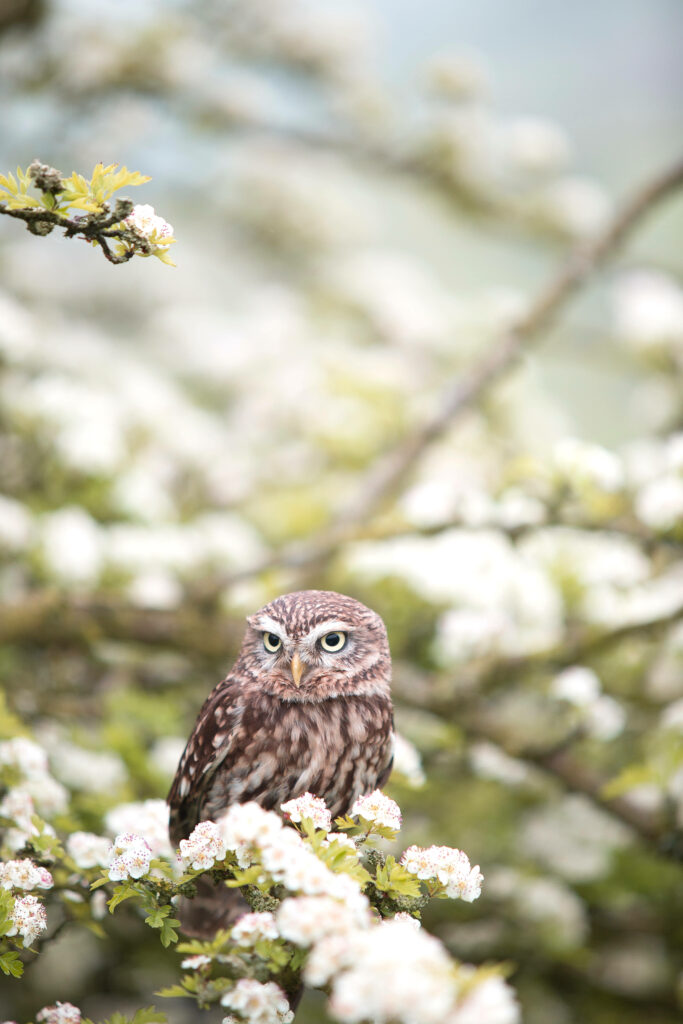 Enchanting Owl Perched on Blossoming Tree Branch: A Captivating Spring Snapshot with Stunning Shallow Focus Wallpaper