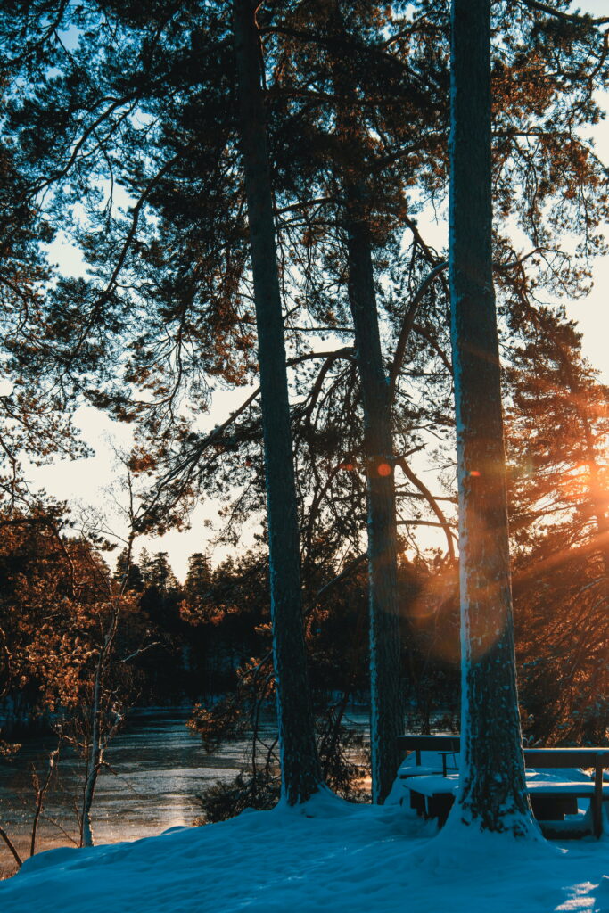 Enchanting Spring Serenade: A Captivating Forest Symphony bathed in Sunlight Wallpaper