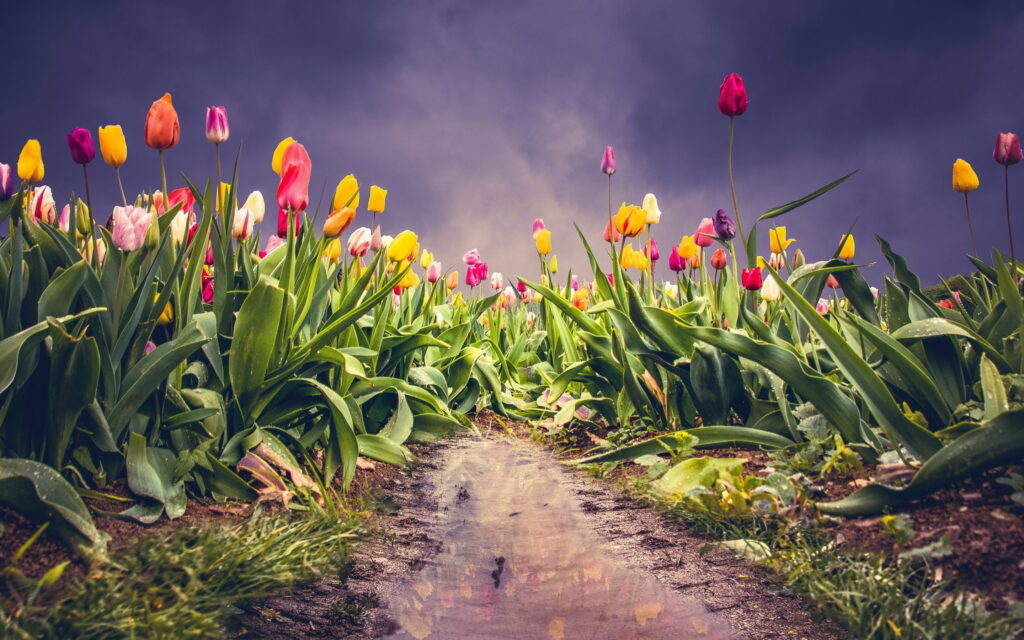 Spring Splendor: Vibrant Tulip Field at Dusk - Enchanting HD Wallpaper