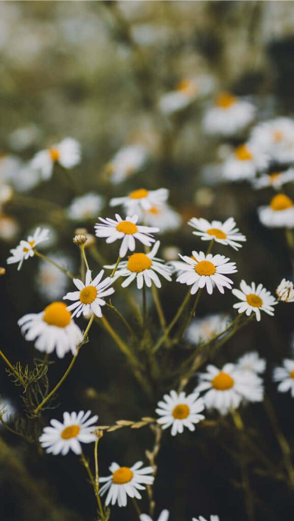 Serene iPhone Wallpaper: Blooming White Daisies & Dreamy Background