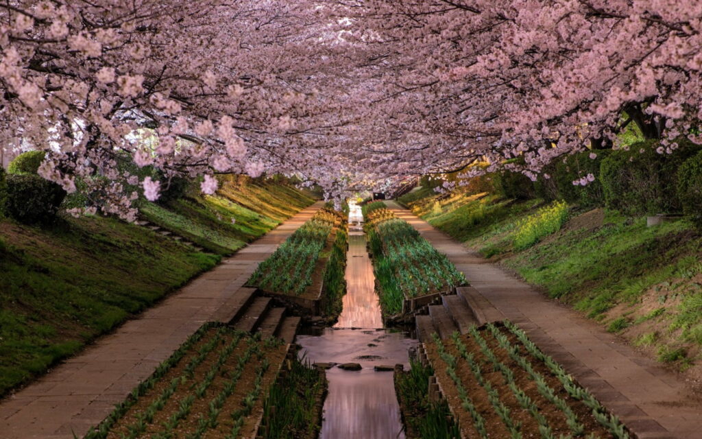 Blooming Symphony: A Captivating Nature's Tapestry in a Serene Park Wallpaper