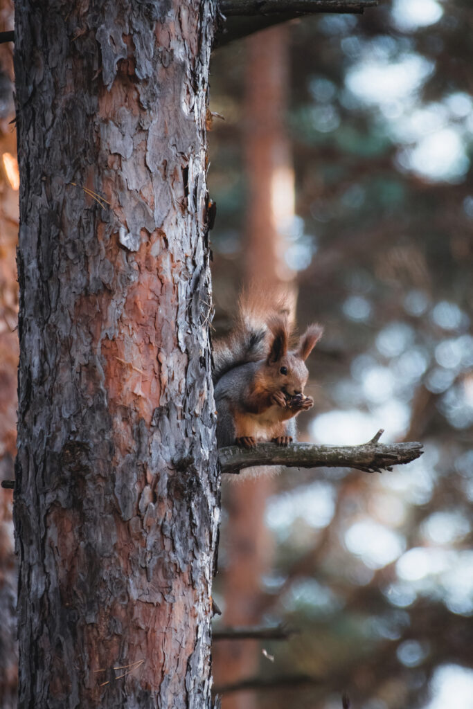 Brown Squirrel on Tree Branch in Serene Forest Wallpaper