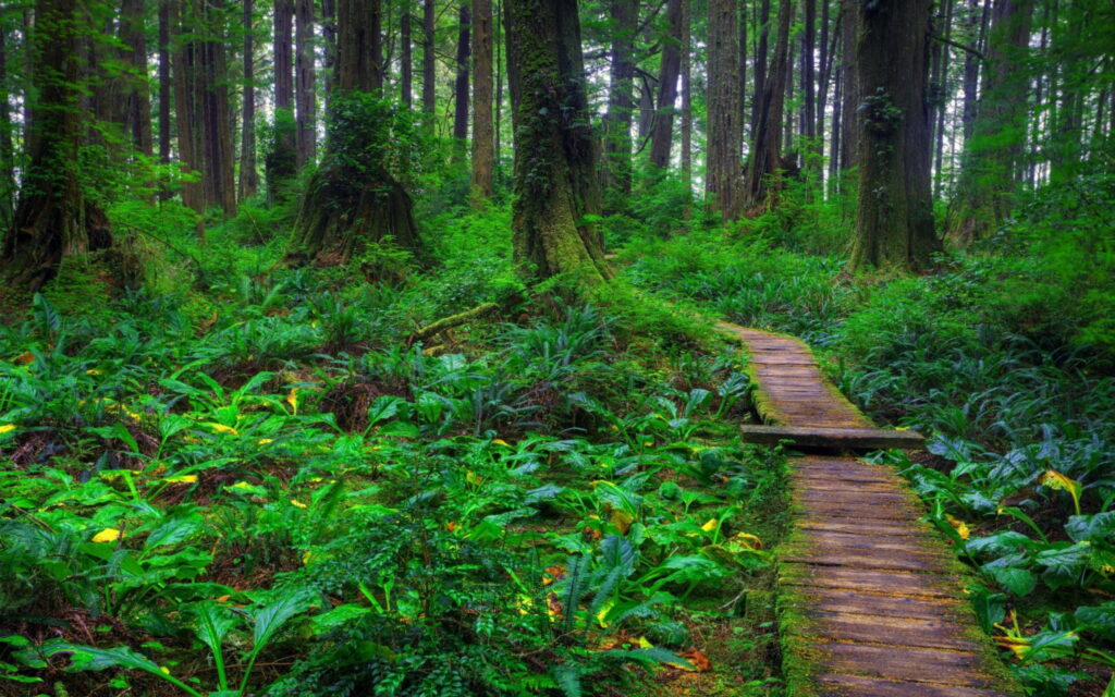 Enchanting Summer Stroll: Captivating Forest Path amid Lush Greenery Wallpaper