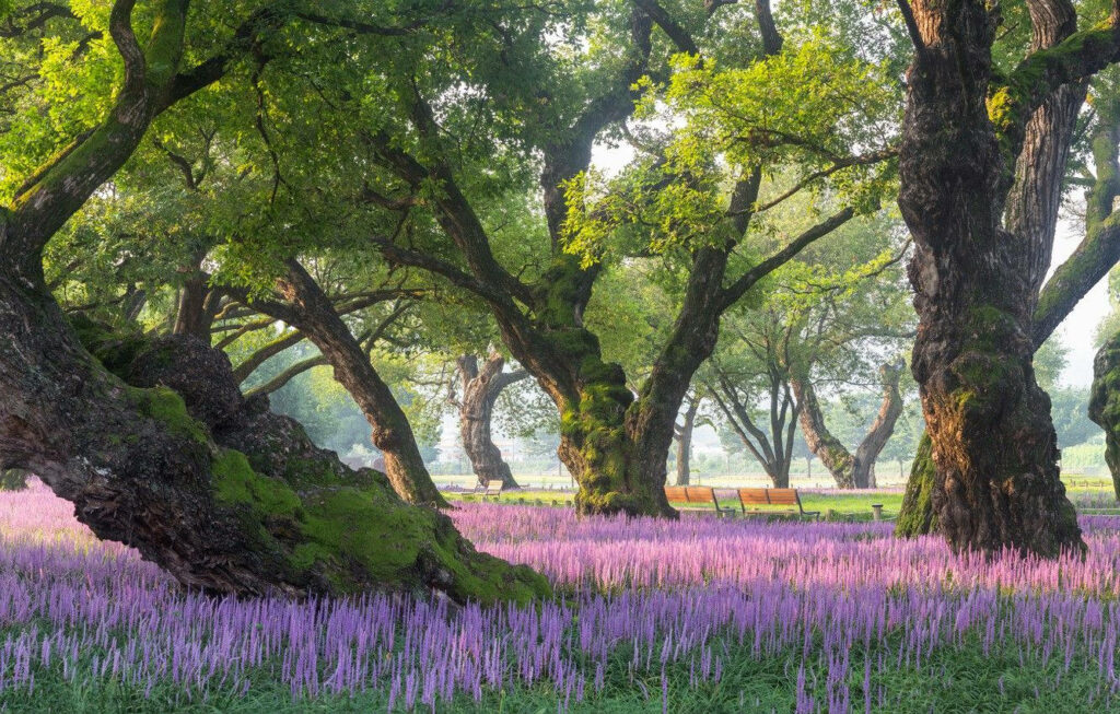 Enchanting South Korean Landscape: Majestic Forest Embracing Lavender Field Wallpaper