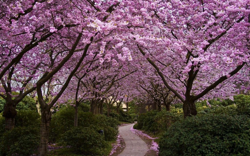Enchanting Spring Escape: HD Pathway Awash With Lush Greenery and Flourishing Cherry Blossoms Wallpaper